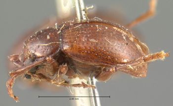 Media type: image;   Entomology 9814 Aspect: habitus lateral view